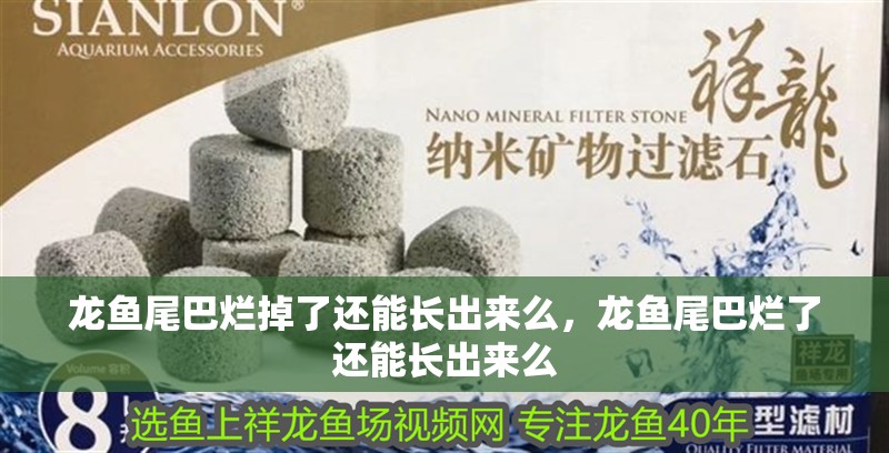 龍魚尾巴爛掉了還能長出來么，龍魚尾巴爛了還能長出來么