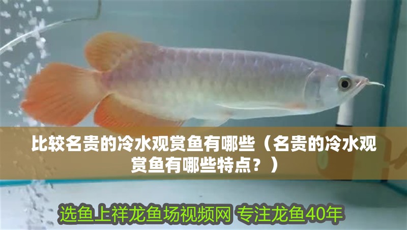 比較名貴的冷水觀賞魚有哪些（名貴的冷水觀賞魚有哪些特點？）