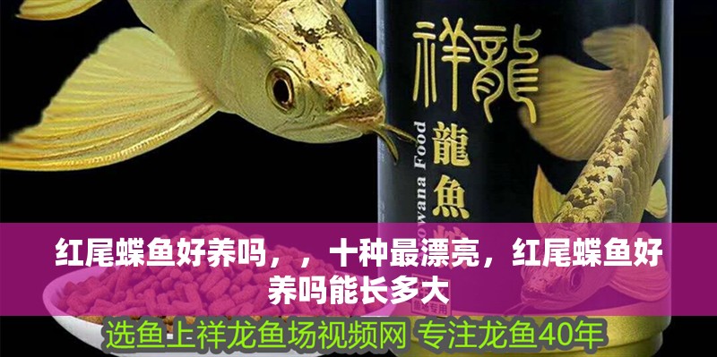 紅尾蝶魚好養嗎，，十種最漂亮，紅尾蝶魚好養嗎能長多大