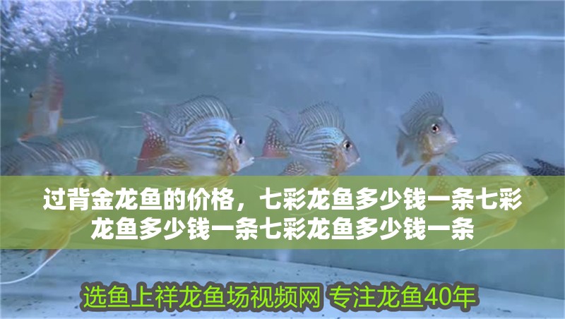 過背金龍魚的價格，七彩龍魚多少錢一條七彩龍魚多少錢一條七彩龍魚多少錢一條