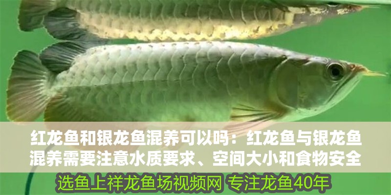 紅龍魚和銀龍魚混養可以嗎：紅龍魚與銀龍魚混養需要注意水質要求、空間大小和食物安全等因素