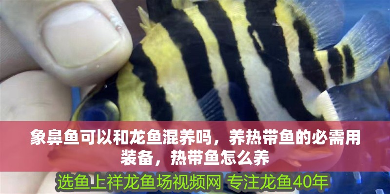 象鼻魚可以和龍魚混養嗎，養熱帶魚的必需用裝備，熱帶魚怎么養