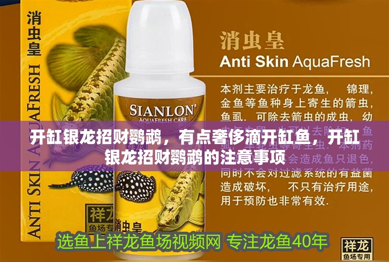 開缸銀龍招財鸚鵡，有點奢侈滴開缸魚，開缸銀龍招財鸚鵡的注意事項