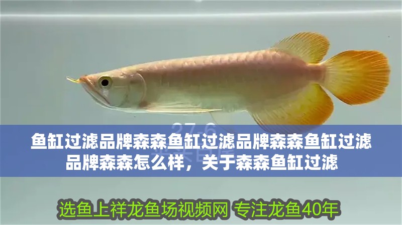 魚缸過濾品牌森森魚缸過濾品牌森森魚缸過濾品牌森森怎么樣，關于森森魚缸過濾
