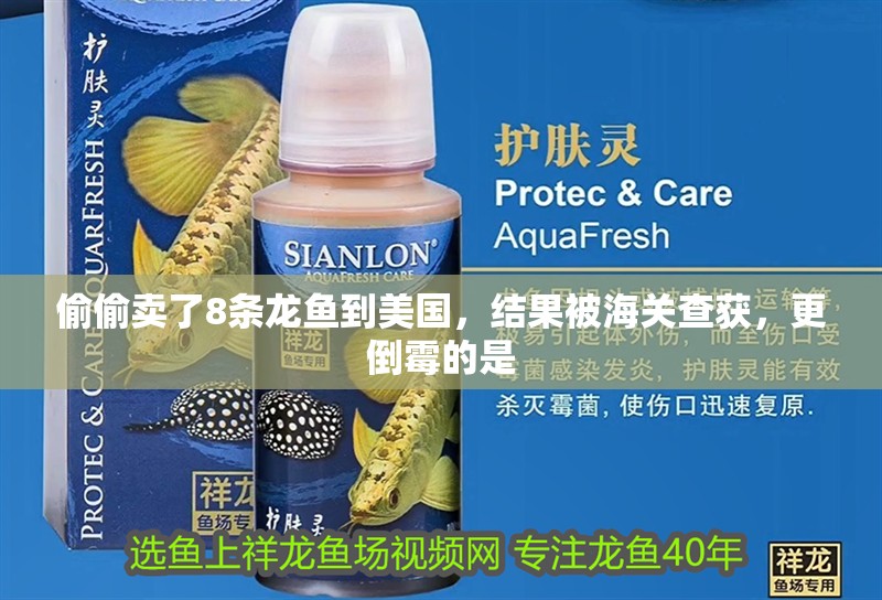 偷偷賣了8條龍魚到美國(guó)，結(jié)果被海關(guān)查獲，更倒霉的是