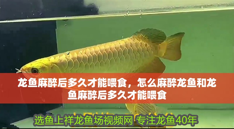 龍魚麻醉后多久才能喂食，怎么麻醉龍魚和龍魚麻醉后多久才能喂食