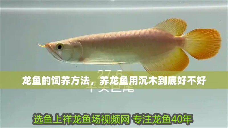 龍魚的飼養方法，養龍魚用沉木到底好不好