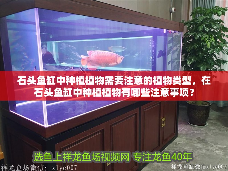 石頭魚缸中種植植物需要注意的植物類型，在石頭魚缸中種植植物有哪些注意事項(xiàng)？