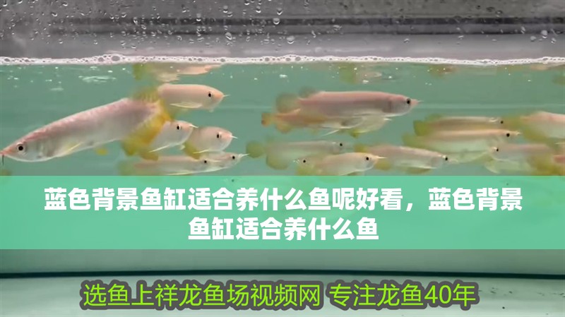 藍色背景魚缸適合養(yǎng)什么魚呢好看，藍色背景魚缸適合養(yǎng)什么魚