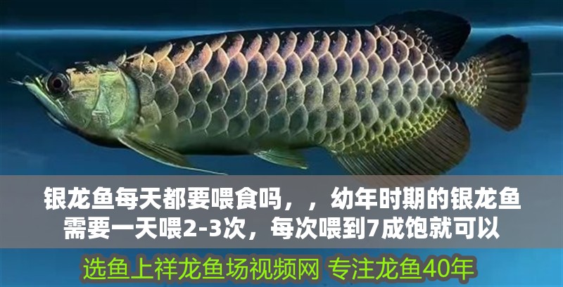 銀龍魚每天都要喂食嗎，，幼年時(shí)期的銀龍魚需要一天喂2-3次，每次喂到7成飽就可以