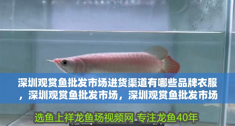 深圳觀賞魚批發(fā)市場進貨渠道有哪些品牌衣服，深圳觀賞魚批發(fā)市場，深圳觀賞魚批發(fā)市場進貨渠道