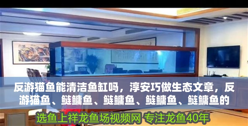 反游貓魚能清潔魚缸嗎，<strong><mark>淳安</mark></strong>巧做生態(tài)文章，反游貓魚、鰱鳙魚、鰱鳙魚、鰱鳙魚、鰱鳙魚的區(qū)別
