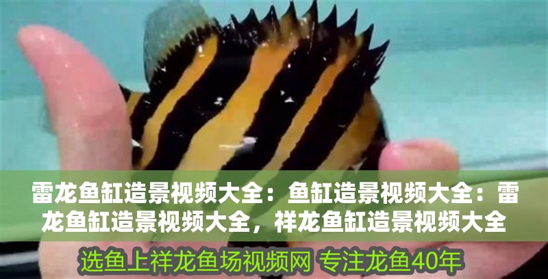 雷龍魚(yú)缸造景視頻大全：魚(yú)缸造景視頻大全：雷龍魚(yú)缸造景視頻大全，祥龍魚(yú)缸造景視頻大全