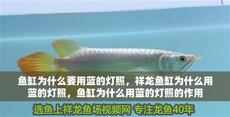 魚缸為什么要用藍的燈照，祥龍魚缸為什么用藍的燈照，魚缸為什么用藍的燈照的作用
