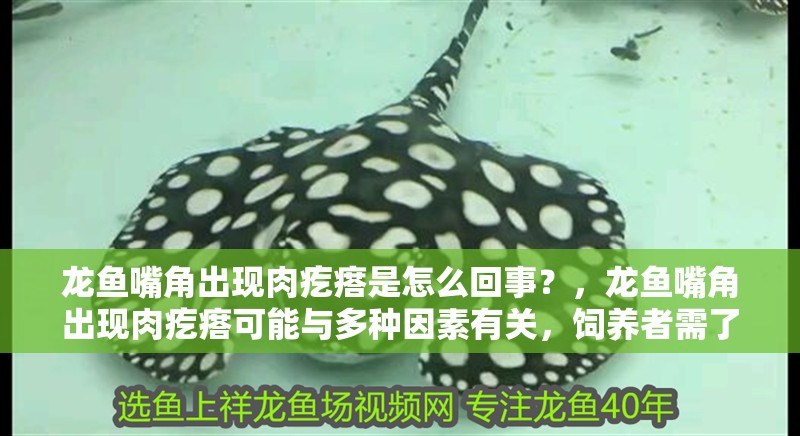 龍魚嘴角出現(xiàn)肉疙瘩是怎么回事？，龍魚嘴角出現(xiàn)肉疙瘩可能與多種因素有關(guān)，飼養(yǎng)者需了解