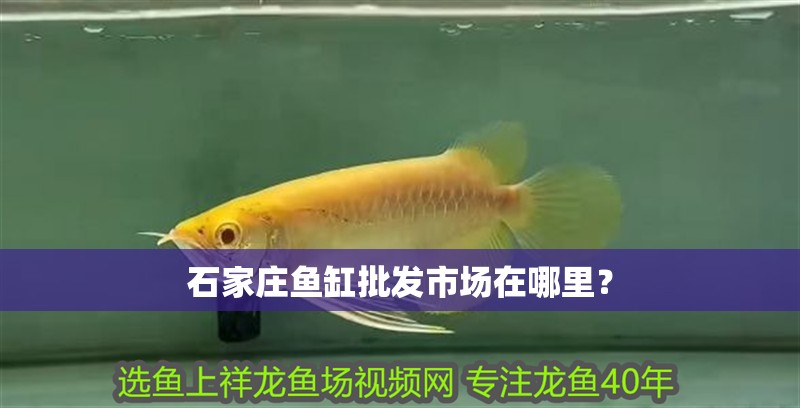 石家莊魚缸批發(fā)市場在哪里？