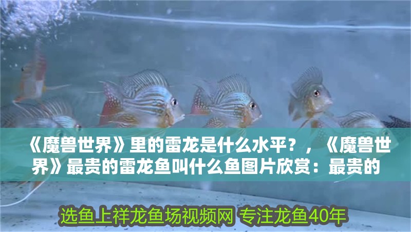 《魔獸世界》里的雷龍是什么水平？，《魔獸世界》最貴的雷龍魚叫什么魚圖片欣賞：最貴的雷龍魚