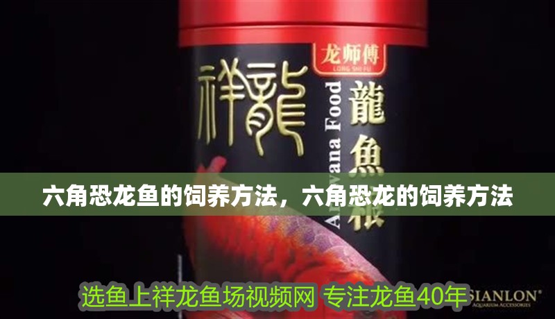 六角恐龍魚的飼養方法，六角恐龍的飼養方法