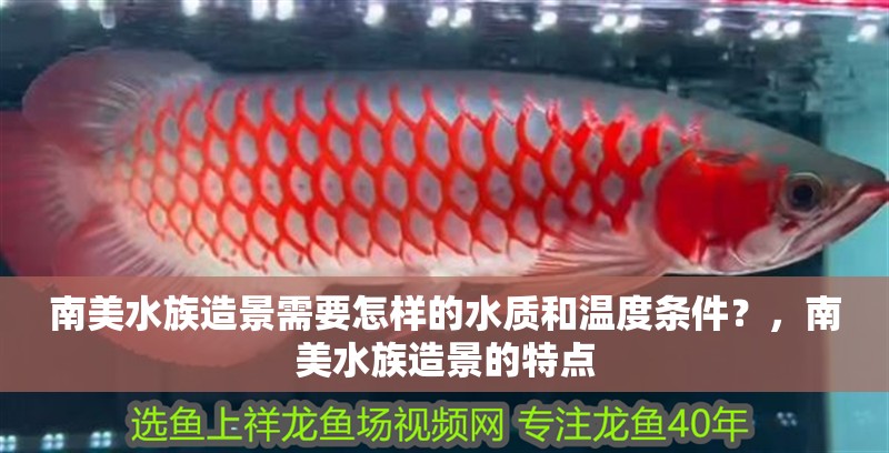 <strong><mark>南美水族</mark></strong>造景需要怎樣的水質和溫度條件？，<strong><mark>南美水族</mark></strong>造景的特點