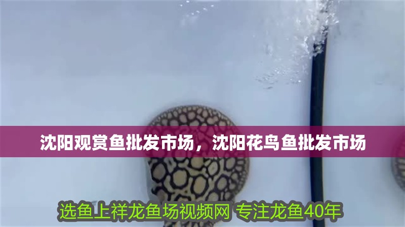 沈陽觀賞魚批發市場，沈陽花鳥魚批發市場