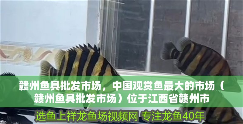 贛州魚具批發市場，中國觀賞魚最大的市場（贛州魚具批發市場）位于<strong><mark>江西</mark></strong>省贛州市