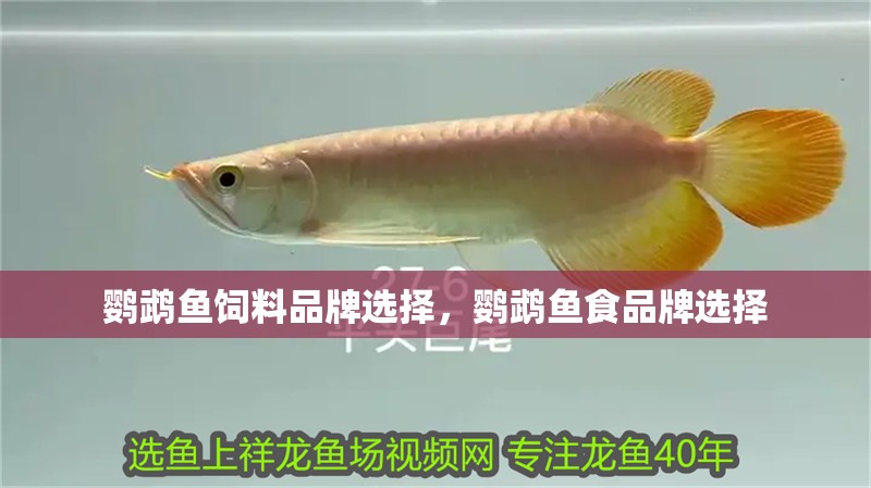 鸚鵡魚飼料品牌選擇，鸚鵡魚食品牌選擇