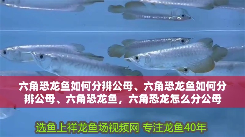 六角恐龍魚如何分辨公母、六角恐龍魚如何分辨公母、六角恐龍魚，六角恐龍怎么分公母