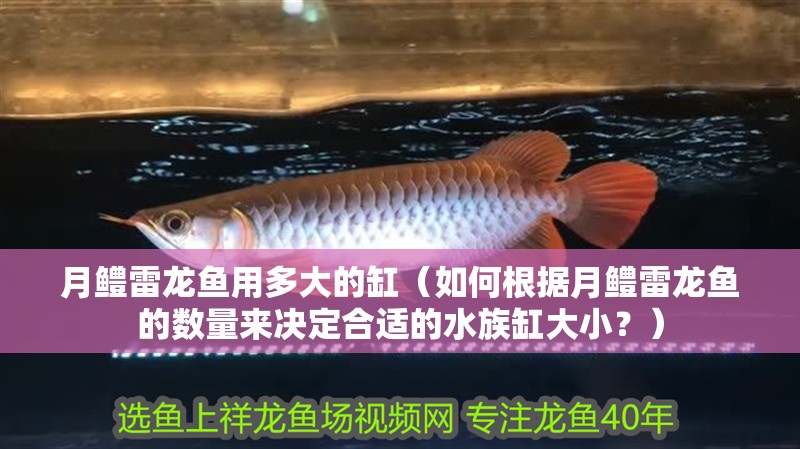 月鱧雷龍魚用多大的缸（如何根據月鱧雷龍魚的數量來決定合適的水族缸大小？）
