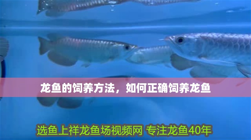 龍魚的飼養方法，如何正確飼養龍魚