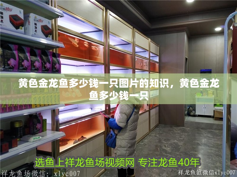 黃色金龍魚(yú)多少錢(qián)一只圖片的知識(shí)，黃色金龍魚(yú)多少錢(qián)一只