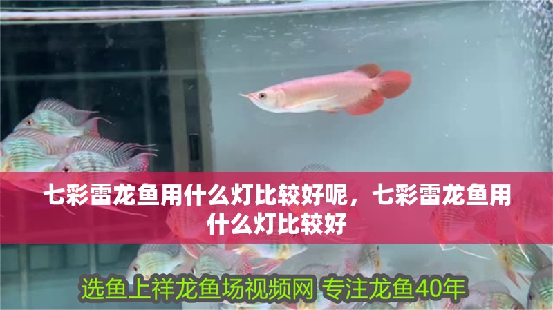 七彩雷龍魚用什么燈比較好呢，七彩雷龍魚用什么燈比較好