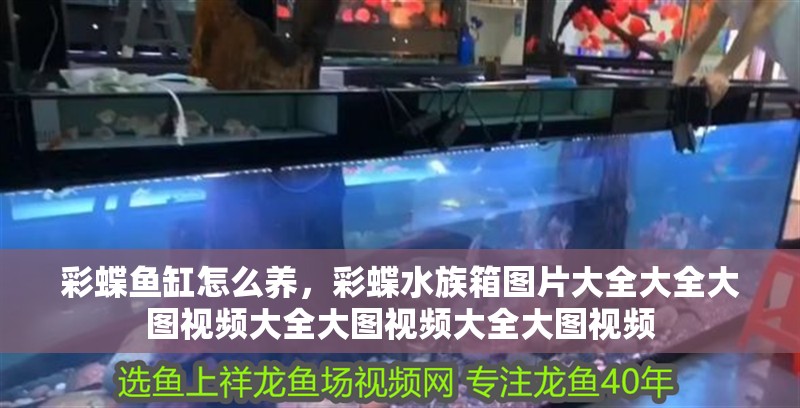 彩蝶魚(yú)缸怎么養(yǎng)，彩蝶水族箱圖片大全大全大圖視頻大全大圖視頻大全大圖視頻