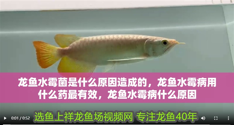 龍魚水霉菌是什么原因造成的，龍魚水霉病用什么藥最有效，龍魚水霉病什么原因