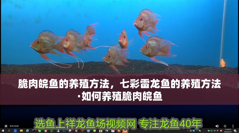 脆肉皖魚的養殖方法，七彩雷龍魚的養殖方法·如何養殖脆肉皖魚
