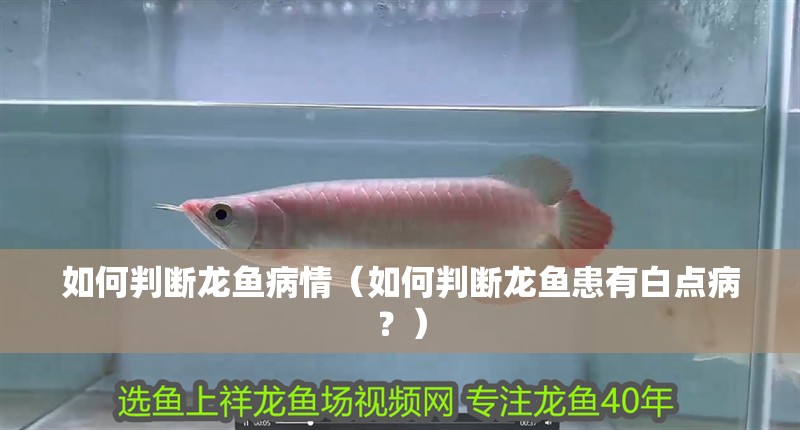 如何判斷龍魚病情（如何判斷龍魚患有白點病？）