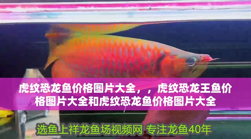 虎紋恐龍魚價(jià)格圖片大全，，虎紋恐龍王魚價(jià)格圖片大全和虎紋恐龍魚價(jià)格圖片大全