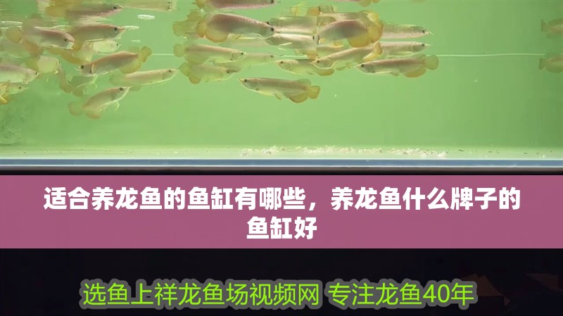 適合養龍魚的魚缸有哪些，養龍魚什么牌子的魚缸好