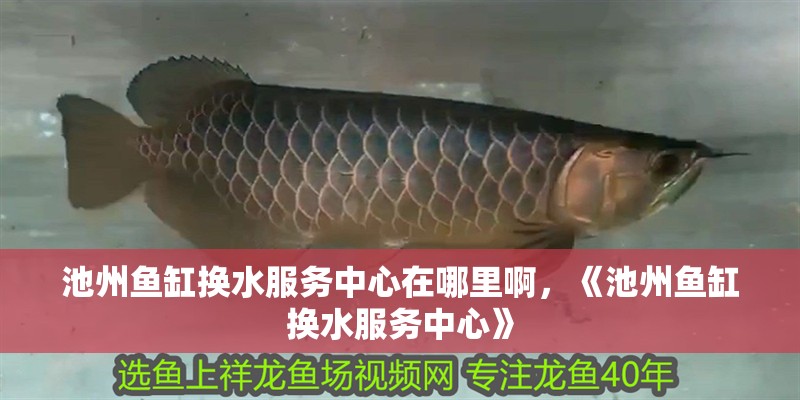 <strong><mark>池州</mark></strong>魚缸換水服務中心在哪里啊，《<strong><mark>池州</mark></strong>魚缸換水服務中心》