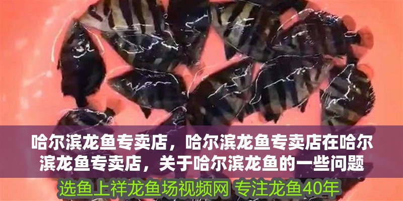 哈爾濱龍魚專賣店，哈爾濱龍魚專賣店在哈爾濱龍魚專賣店，關(guān)于哈爾濱龍魚的一些問題