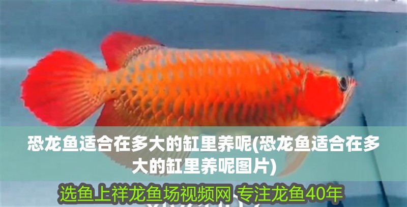 恐龍魚適合在多大的缸里養(yǎng)呢(恐龍魚適合在多大的缸里養(yǎng)呢圖片)