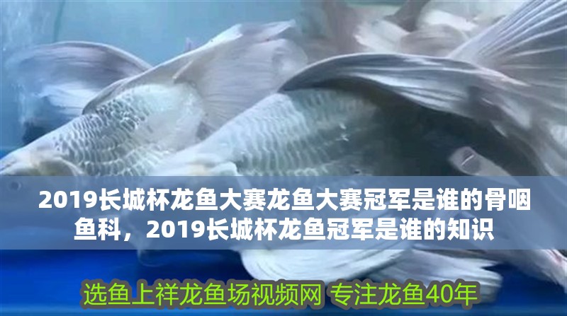 2019長(zhǎng)城杯龍魚大賽龍魚大賽冠軍是誰(shuí)的骨咽魚科，2019長(zhǎng)城杯龍魚冠軍是誰(shuí)的知識(shí)