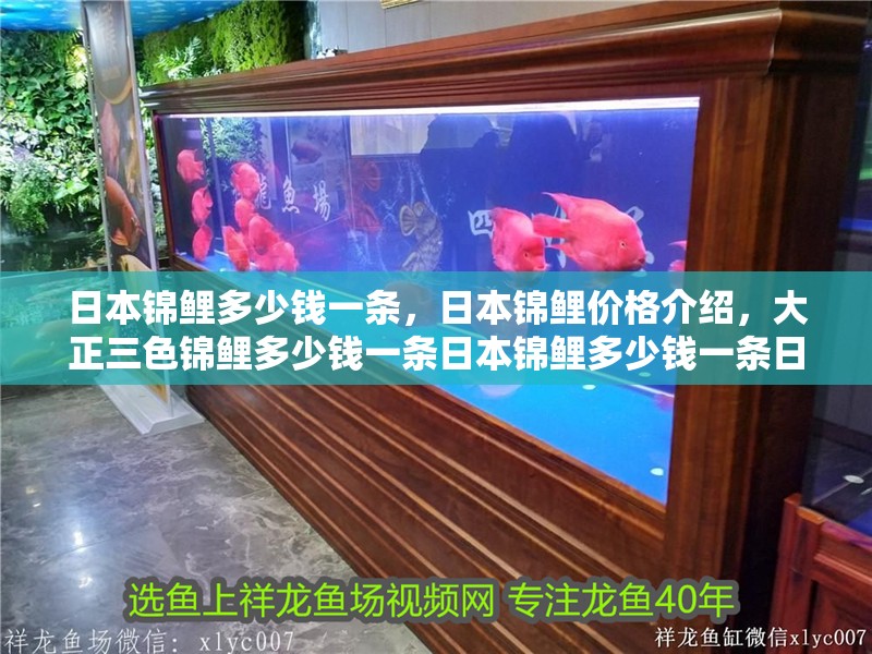 日本錦鯉多少錢一條，日本錦鯉價格介紹，大正三色錦鯉多少錢一條日本錦鯉多少錢一條日本錦鯉多少錢一條