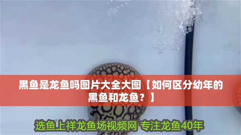 黑魚是龍魚嗎圖片大全大圖【如何區(qū)分幼年的黑魚和龍魚？】