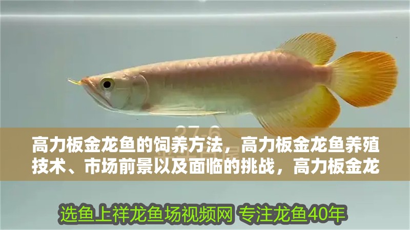 高力板金龍魚(yú)的飼養(yǎng)方法，高力板金龍魚(yú)養(yǎng)殖技術(shù)、市場(chǎng)前景以及面臨的挑戰(zhàn)，高力板金龍魚(yú)