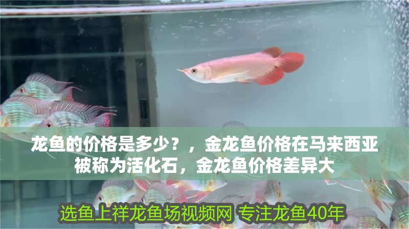 龍魚的價格是多少？，金龍魚價格在馬來西亞被稱為活化石，金龍魚價格差異大