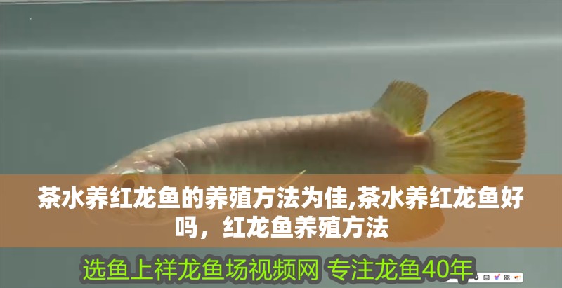 茶水養(yǎng)紅龍魚的養(yǎng)殖方法為佳,茶水養(yǎng)紅龍魚好嗎，紅龍魚養(yǎng)殖方法