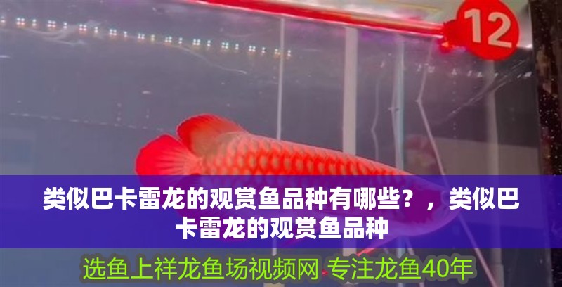 類似巴卡雷龍的觀賞魚品種有哪些？，類似巴卡雷龍的觀賞魚品種