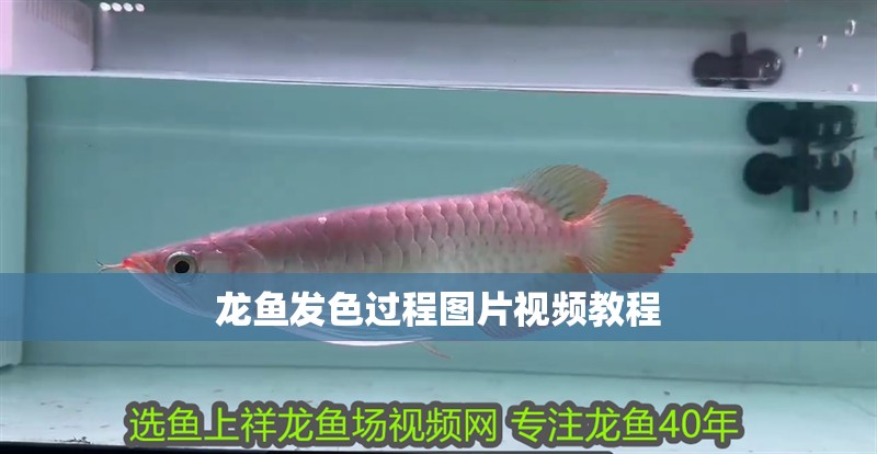 龍魚發色過程圖片視頻教程