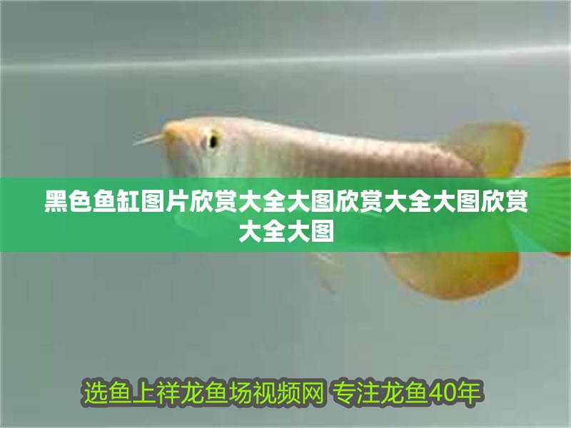 黑色魚缸圖片欣賞大全大圖欣賞大全大圖欣賞大全大圖