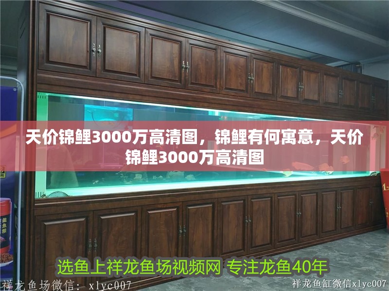 天價錦鯉3000萬高清圖，錦鯉有何寓意，天價錦鯉3000萬高清圖